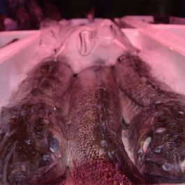 istopesca-variedad-d-pesacados4