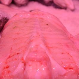 istopesca-variedad-d-pesacados5